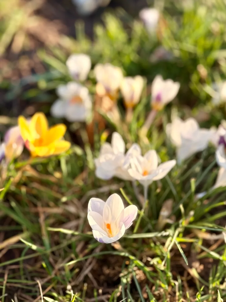 Krokusse im Leonberger Stadtpark